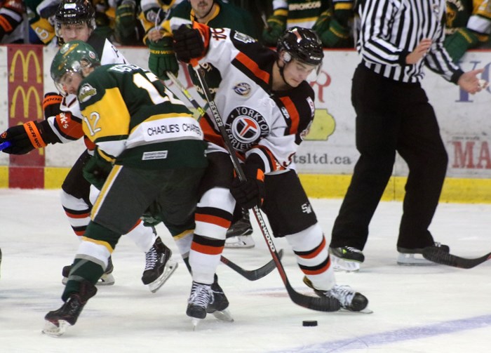 Yorkton Terriers