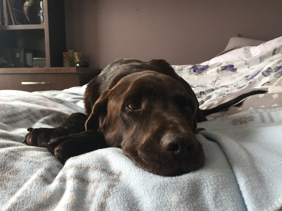 bruno path to recovery dec 2016