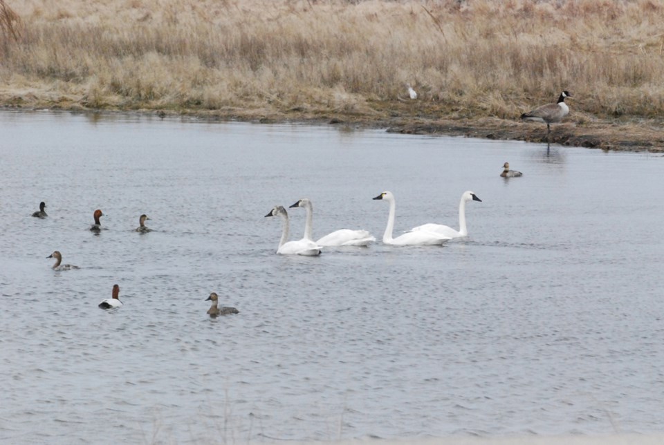 Wet lands and producers working together