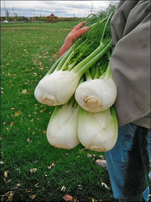 fennel