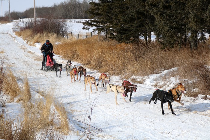 Mushers race along highway 49 on their way to the finish line of the Preeceville & District Mushers Rendezvous last weekend.