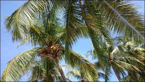 palm