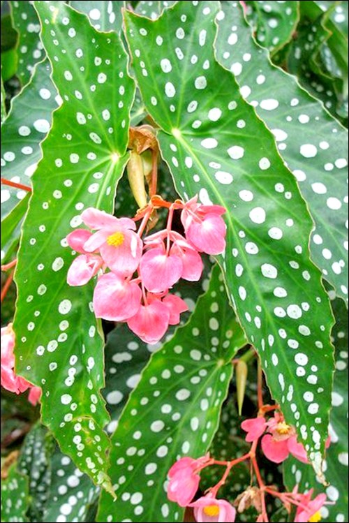 begonia