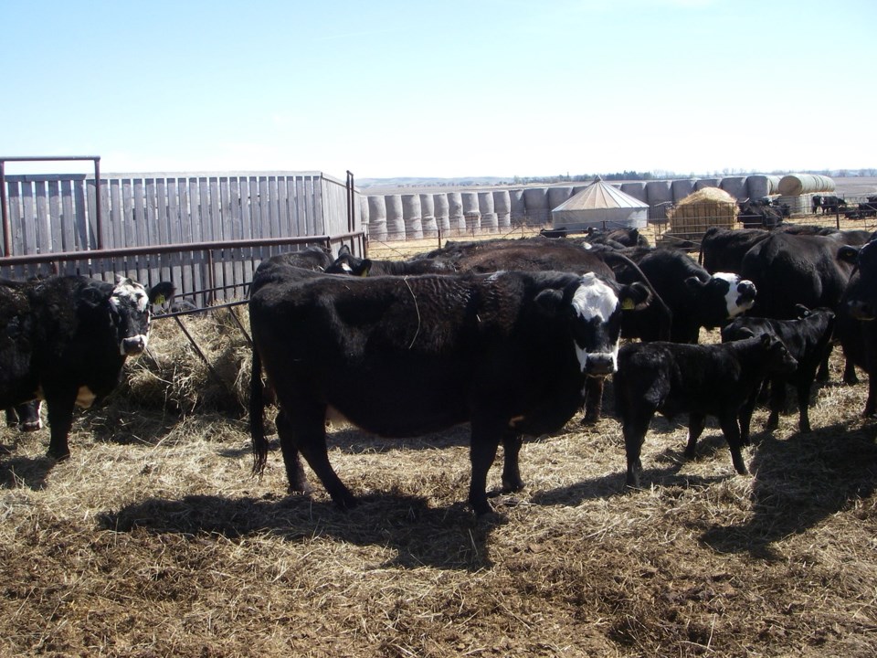 cattle livestock