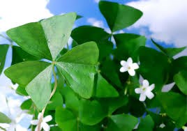 shamrock