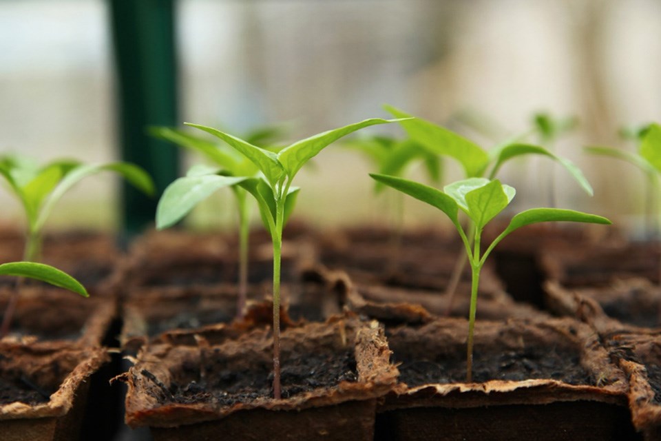 3-4 Indoor Seed Growing