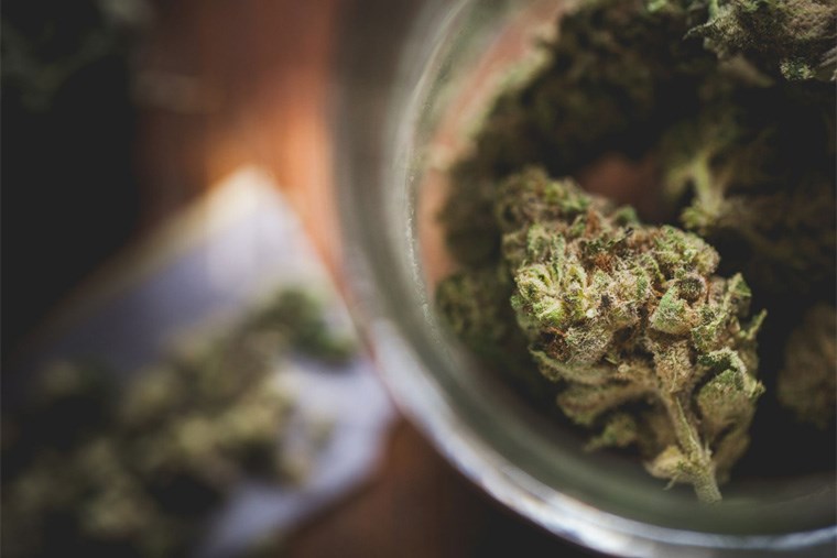 Debunking 5 of the Most Widespread Cannabis Myths - St. Albert Gazette