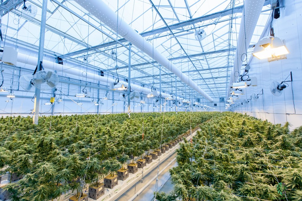 5-5 Cannabis investing