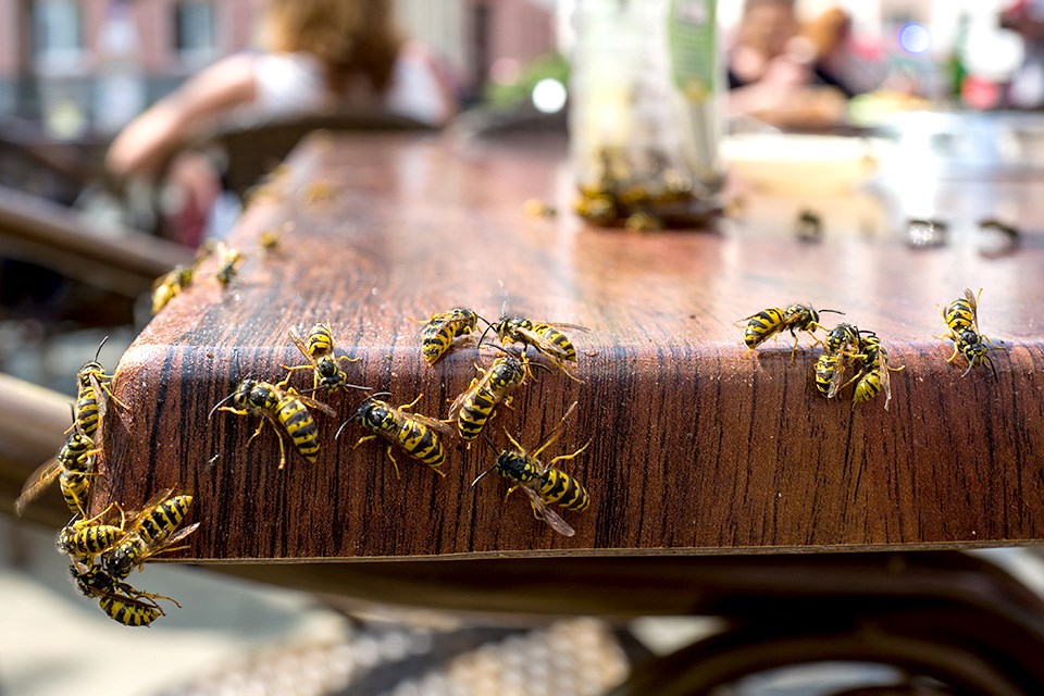 03-4-wasps