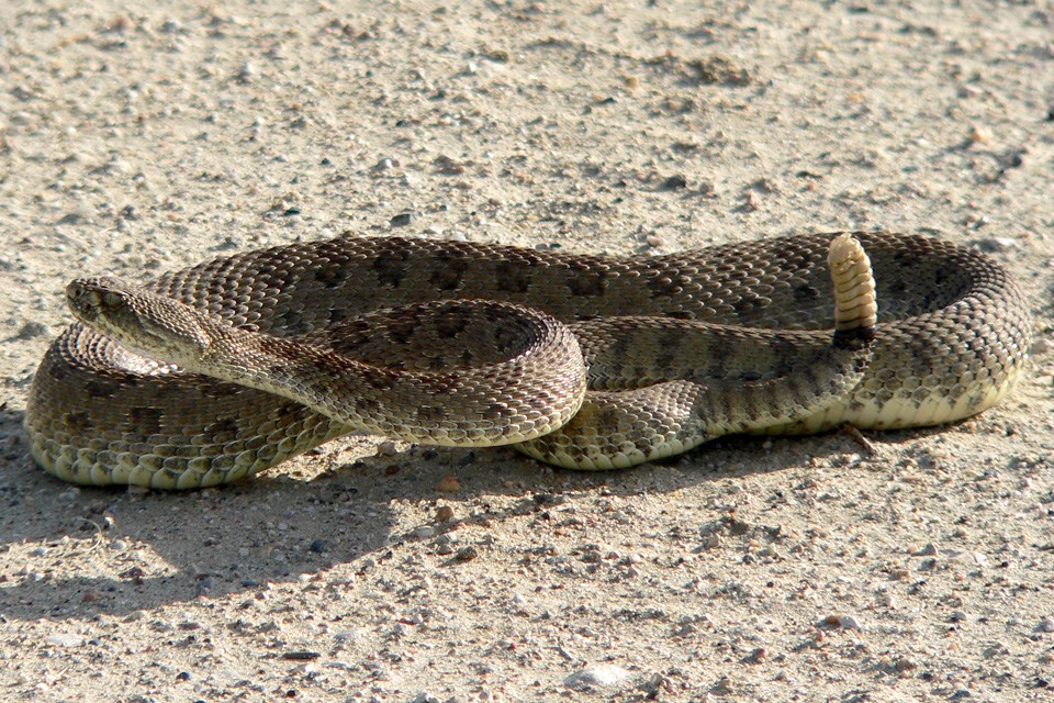04-4-rattlesnake