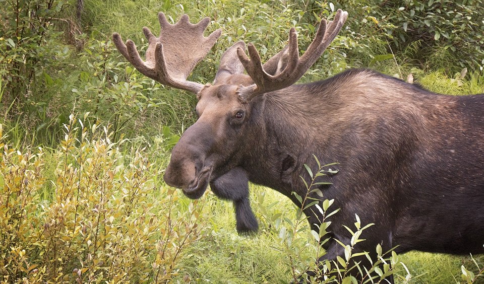 08-2-alberta-camping2