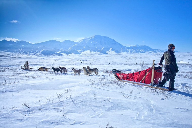 1-1 Dog Sledding in Banff