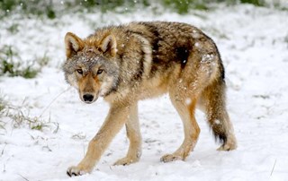 02-nov-wolfdog