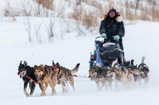 Elevation Sled Dogs