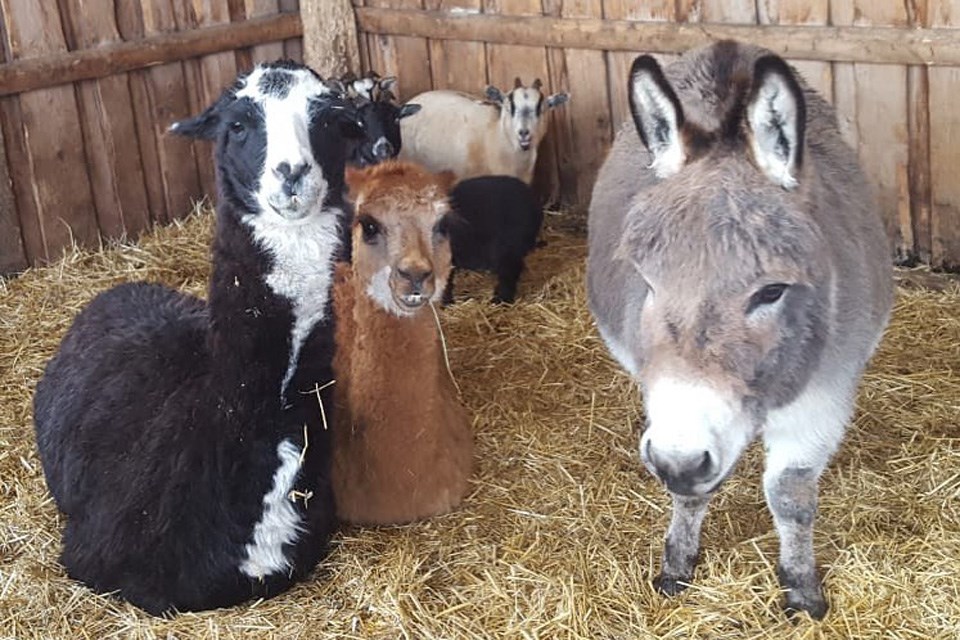 These 5 Alberta Farms Are Bursting With Adorable Animals For You To Meet -  