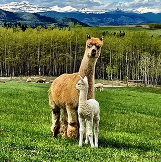 06-3-alpaca-1