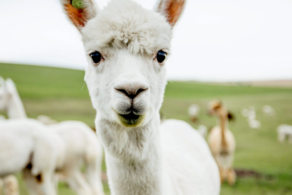 Local alpaca fleece makes for a soft, warm winter – New Mexico