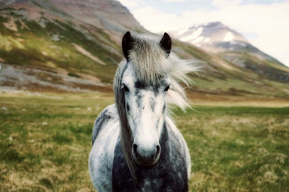 11-wildhorses1