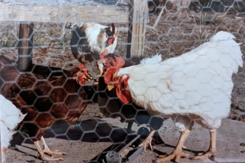 032924-chickens