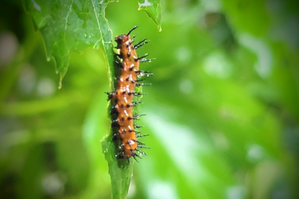 082625-caterpillar1