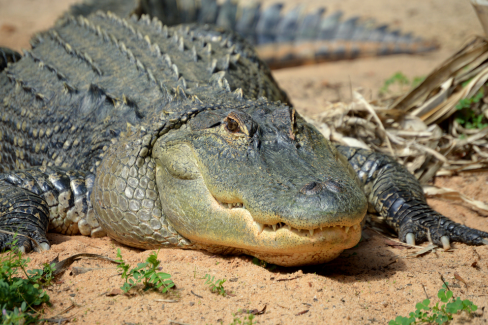 alligator-ga-dnr-clint-peacock