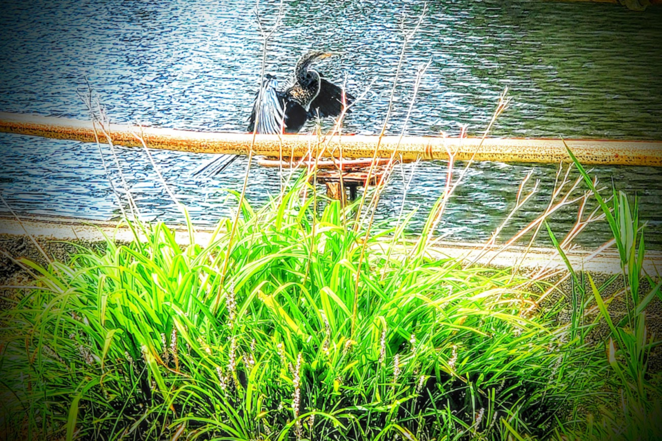 an-egretwell-a-waterbirdfor-sure