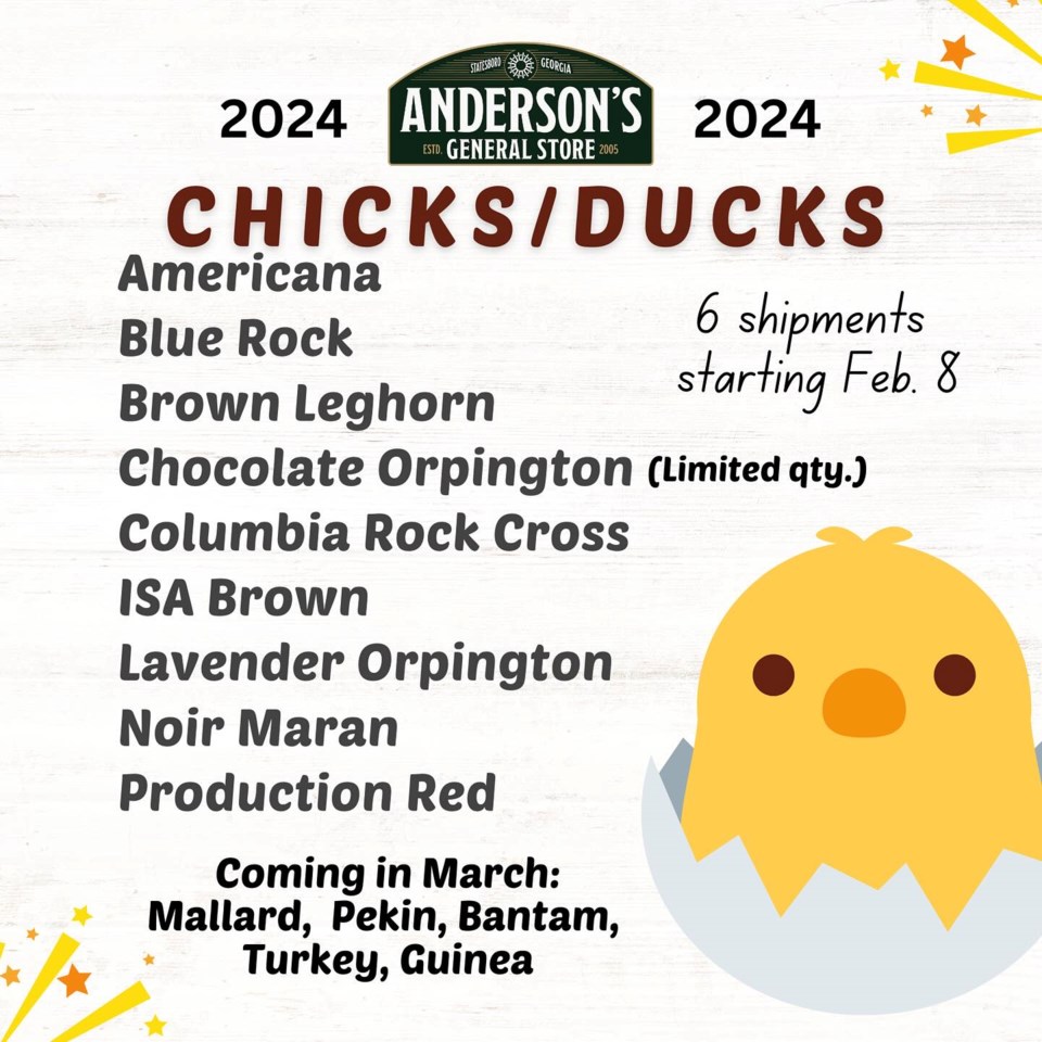 andersons-chicks