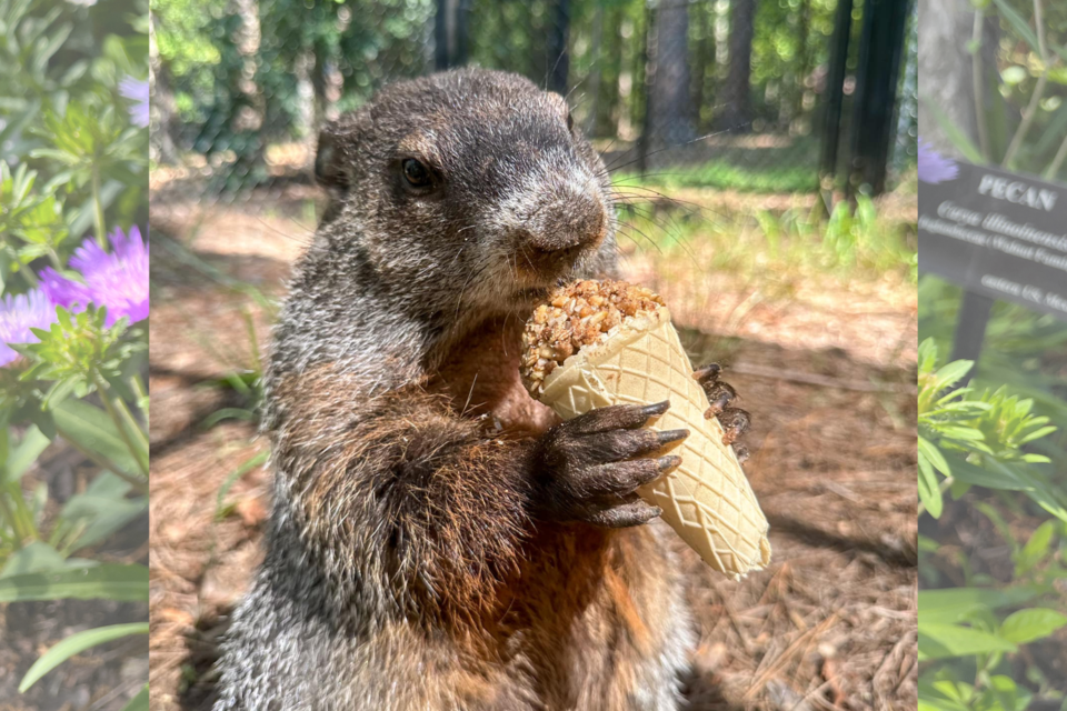 beauleegroundhogday2024