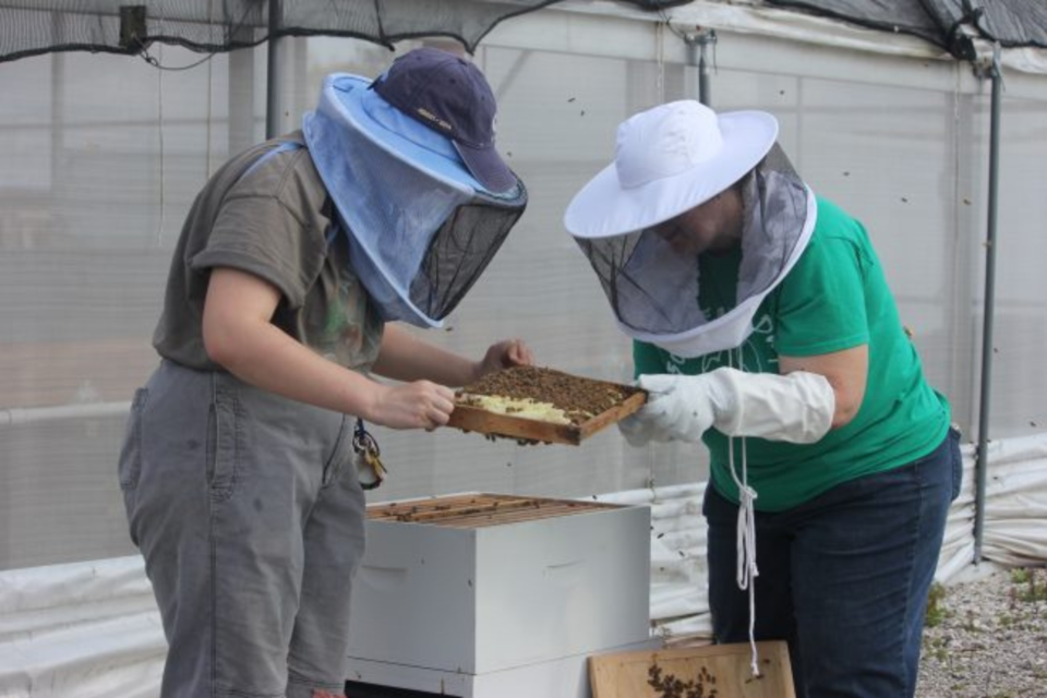 bee-hives-gsu
