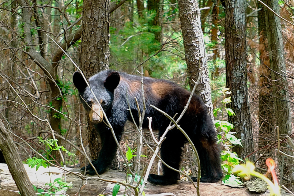 black-bear-cohutta-wma-2017-credit_nate-thomas