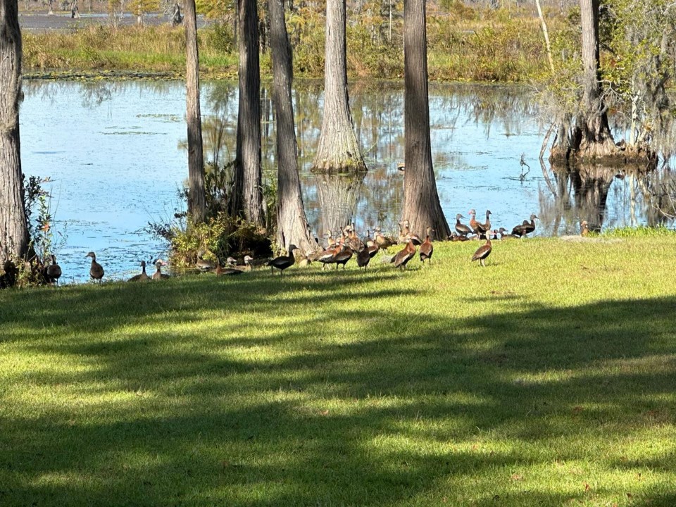 blackbelliedwhistlingducks