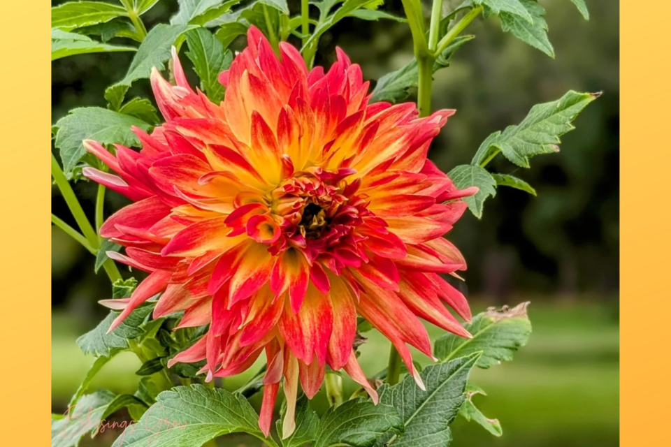 blessingsgrowmeadows-flower
