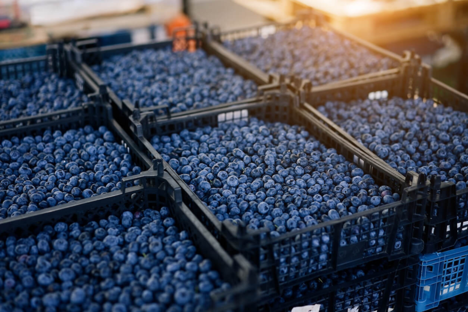 blueberries0620