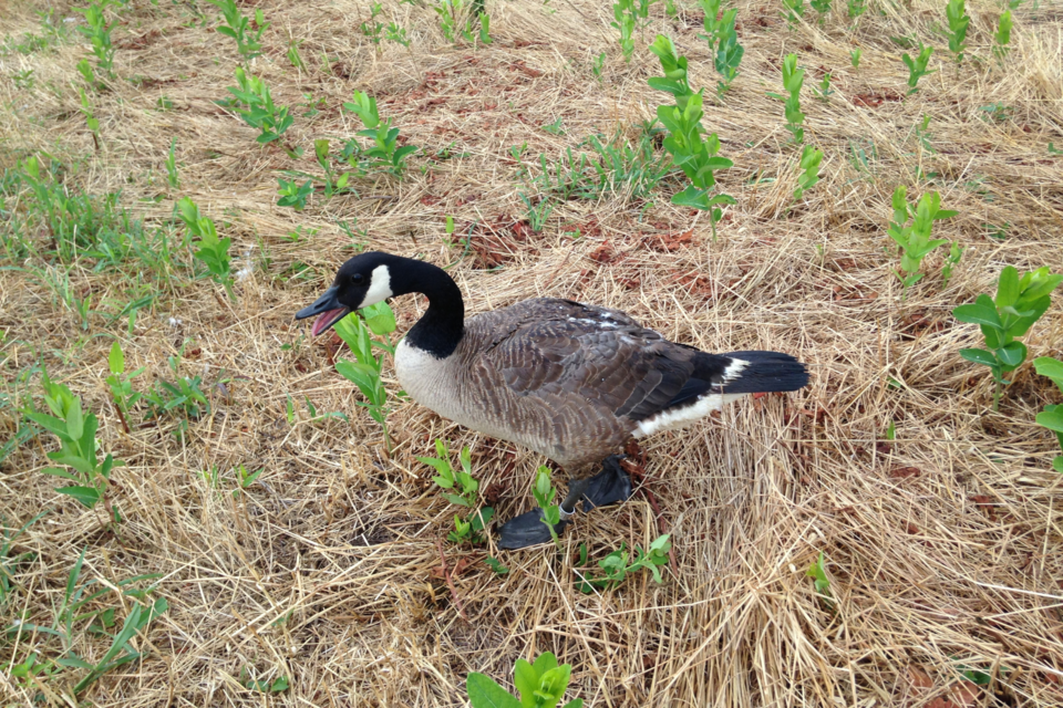 canada-goose1