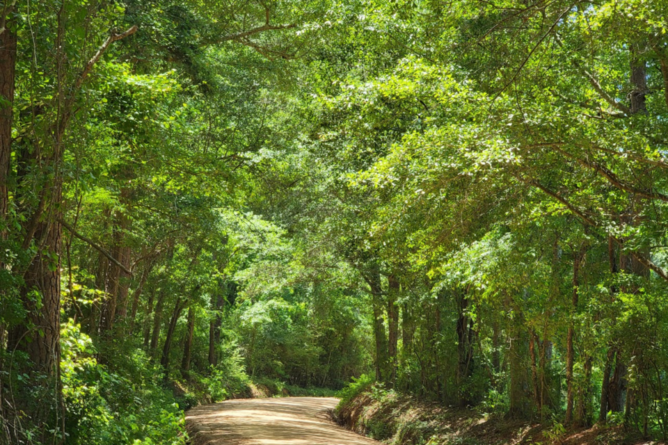 canopy-over-a-curve