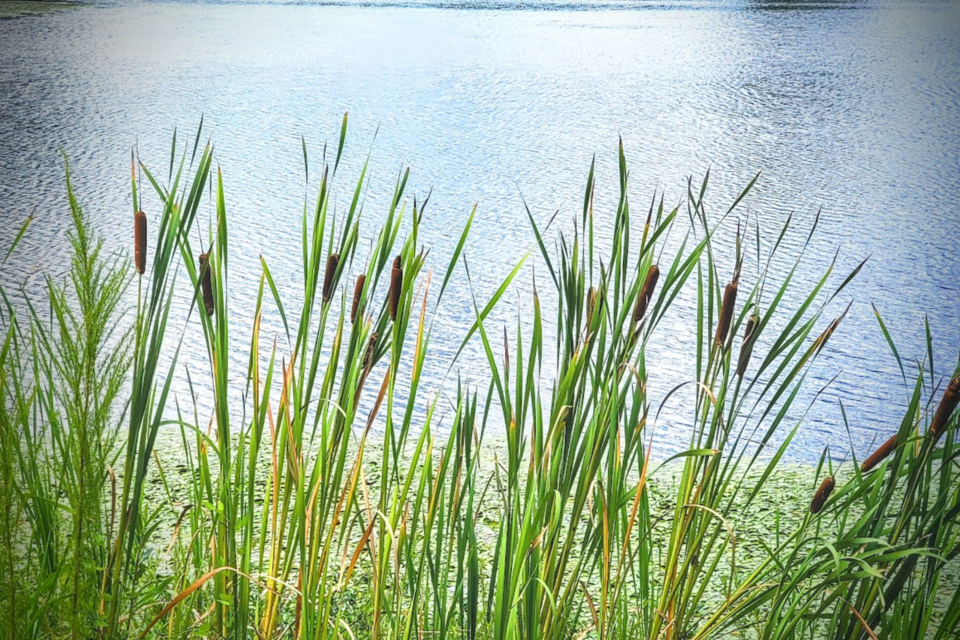 cat-tails