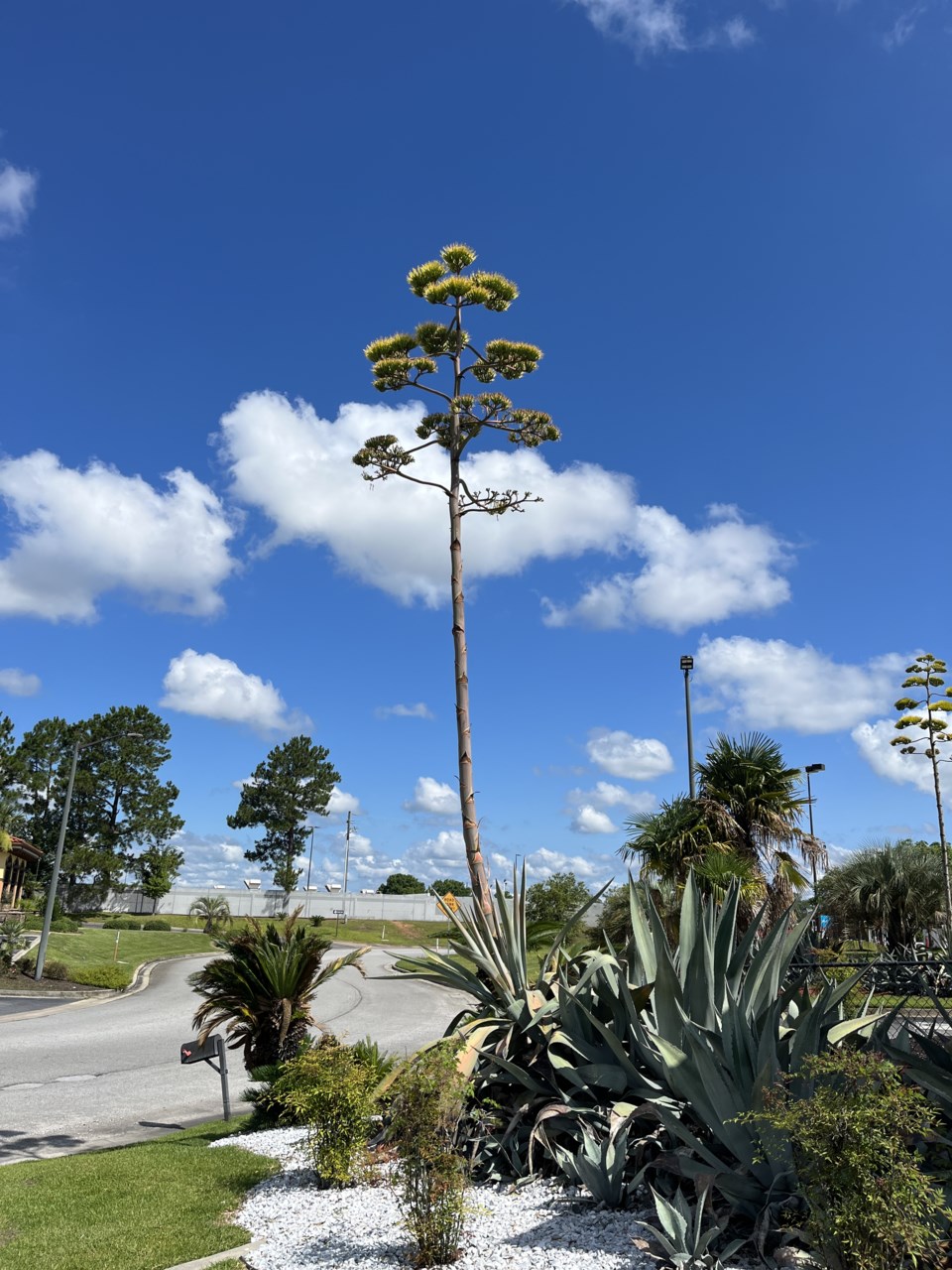 centuryplant5