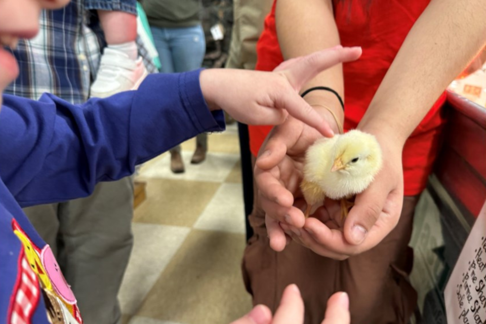 chickday-feature
