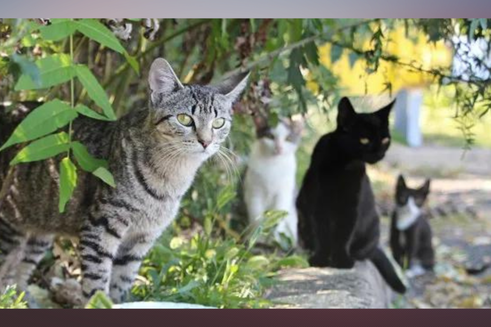 communitycats