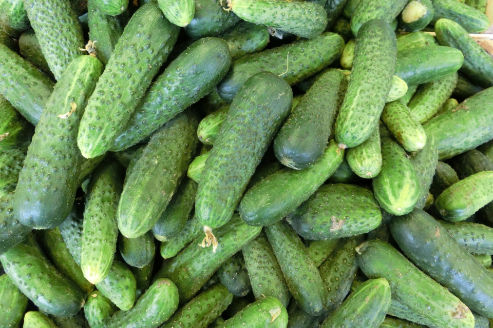cucumbers-stock