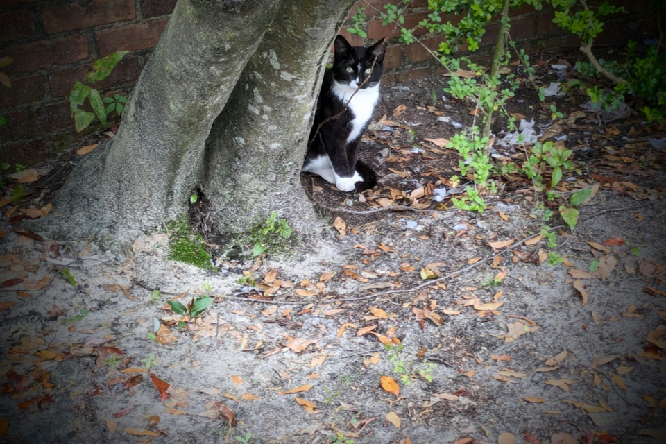 doesnt-it-kind-of-look-like-a-pair-of-legs-that-kittie-is-standing-behind