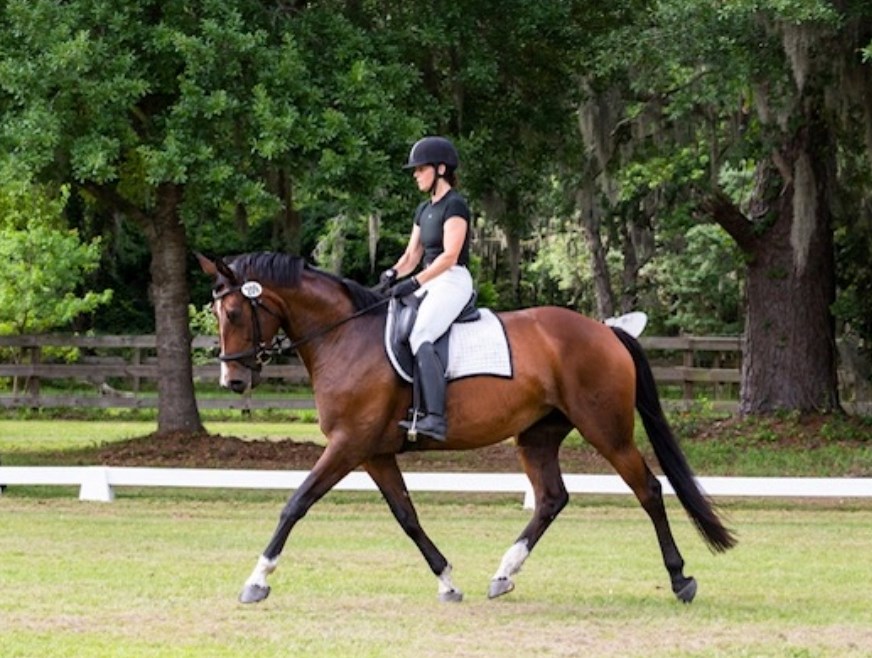 dressage