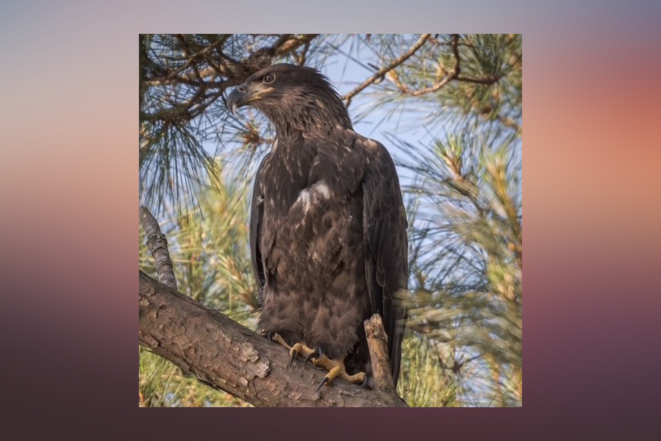 eaglenesting