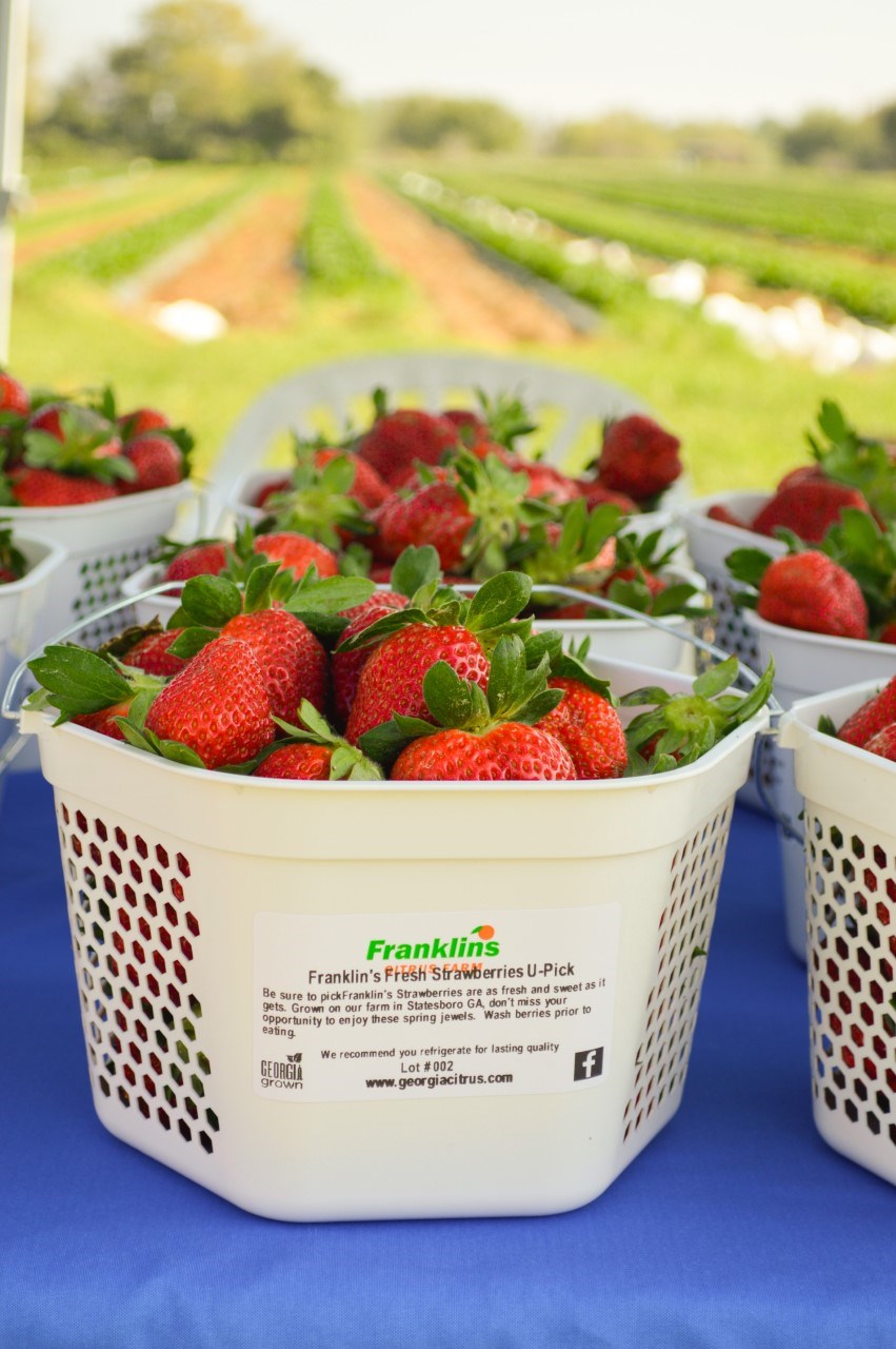 franklinsstrawberries1