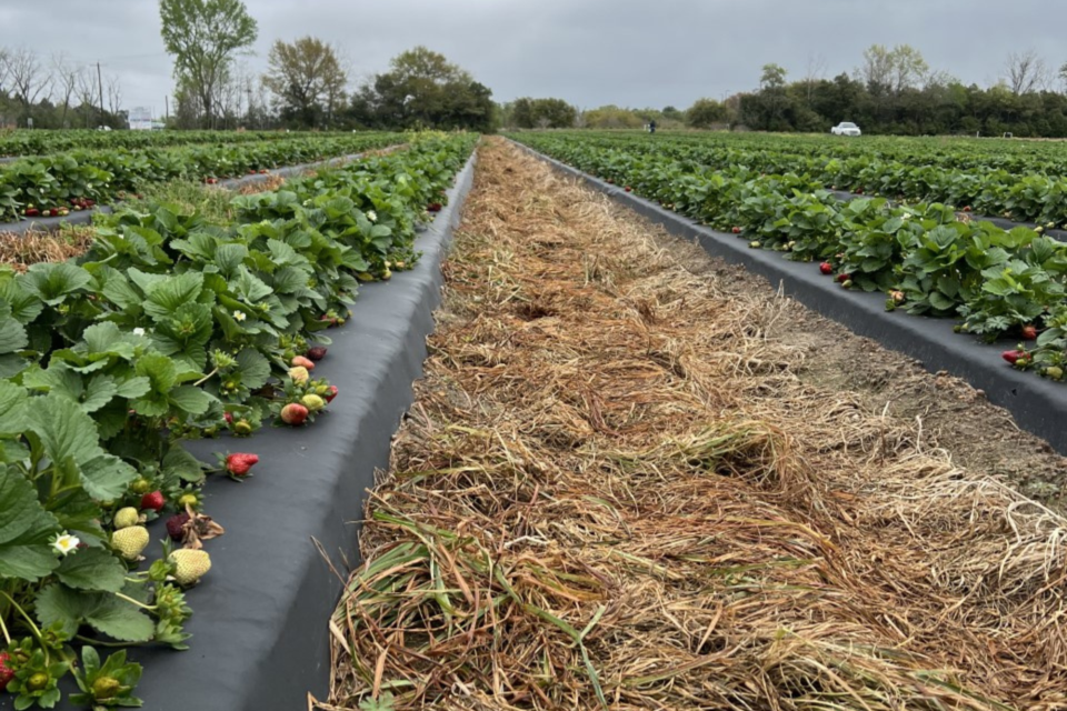 franklinsupickstrawberries