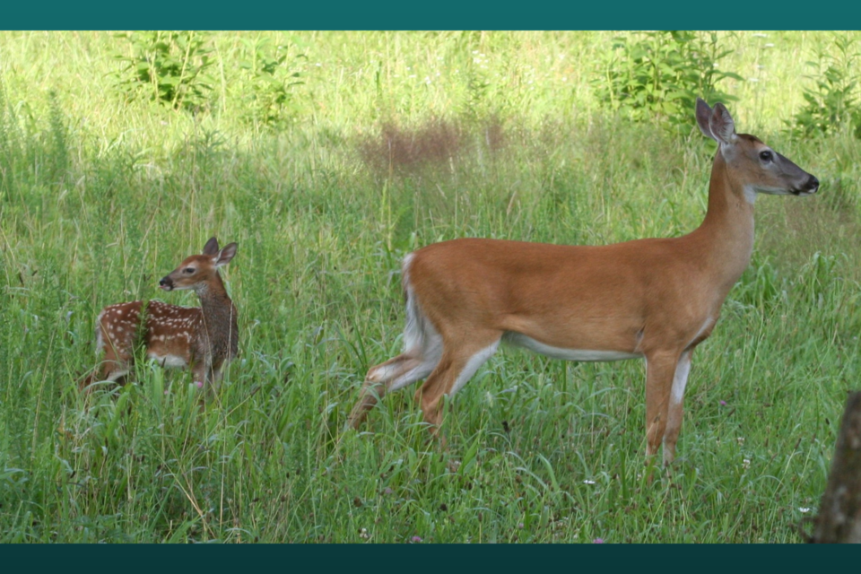 gadnr-deer