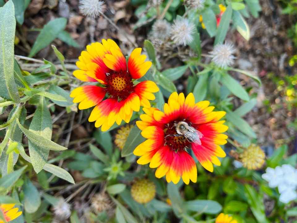 garden4-pollinators