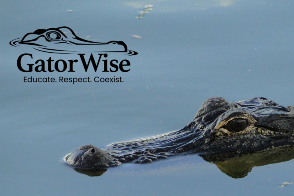 gatorwise