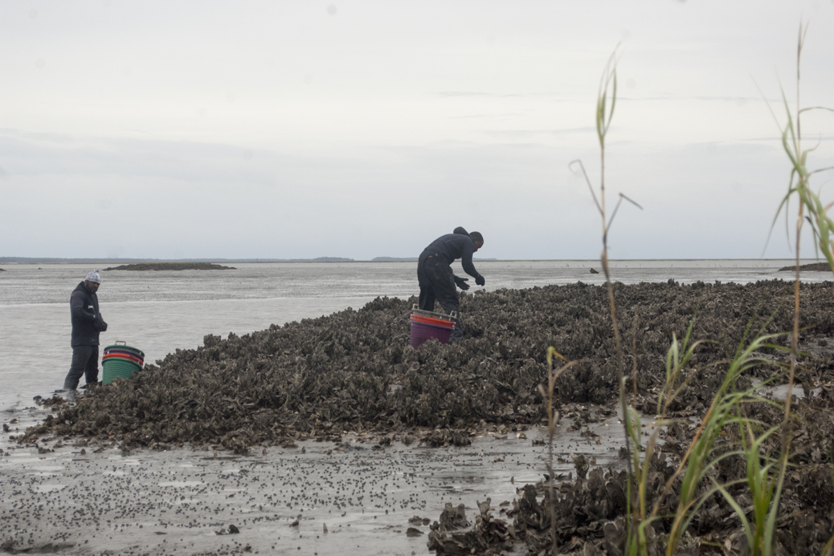 Georgia’s coastal waters to close for oyster harvesting