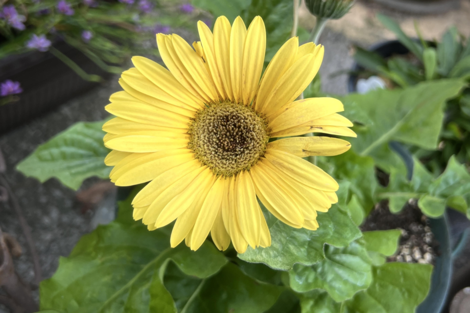 gmpost060624